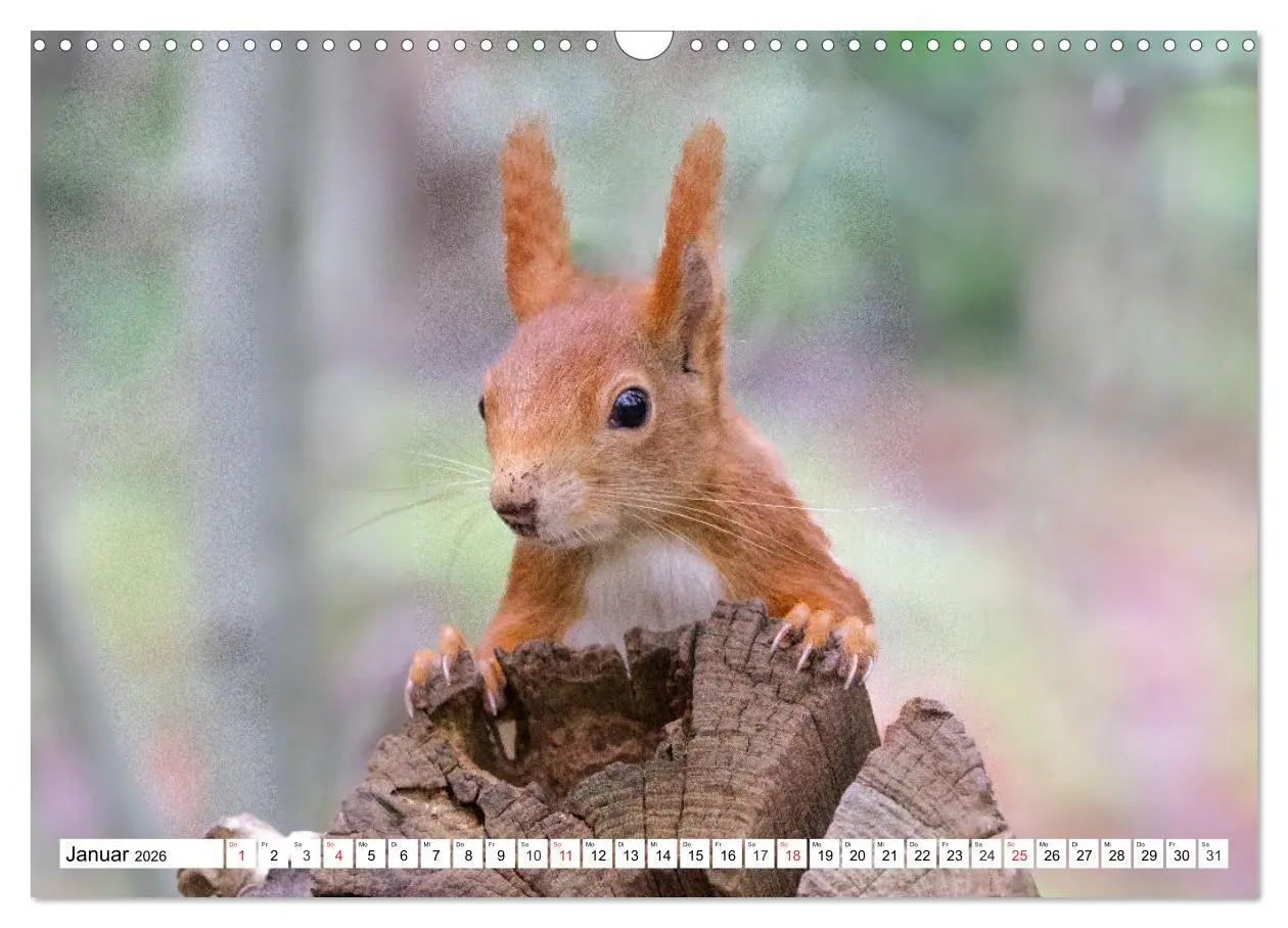 Bild: 9783516120431 | Eichhörnchen im Königlichen Garten (Wandkalender 2026 DIN A3 quer),...
