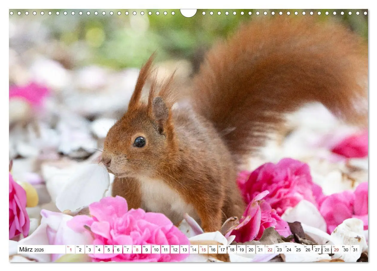 Bild: 9783516120431 | Eichhörnchen im Königlichen Garten (Wandkalender 2026 DIN A3 quer),...
