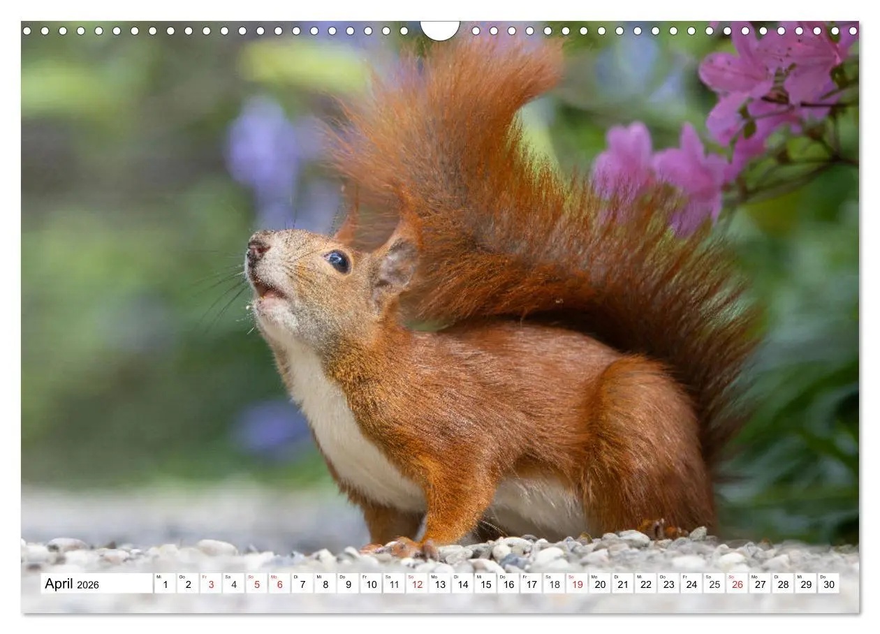 Bild: 9783516120431 | Eichhörnchen im Königlichen Garten (Wandkalender 2026 DIN A3 quer),...