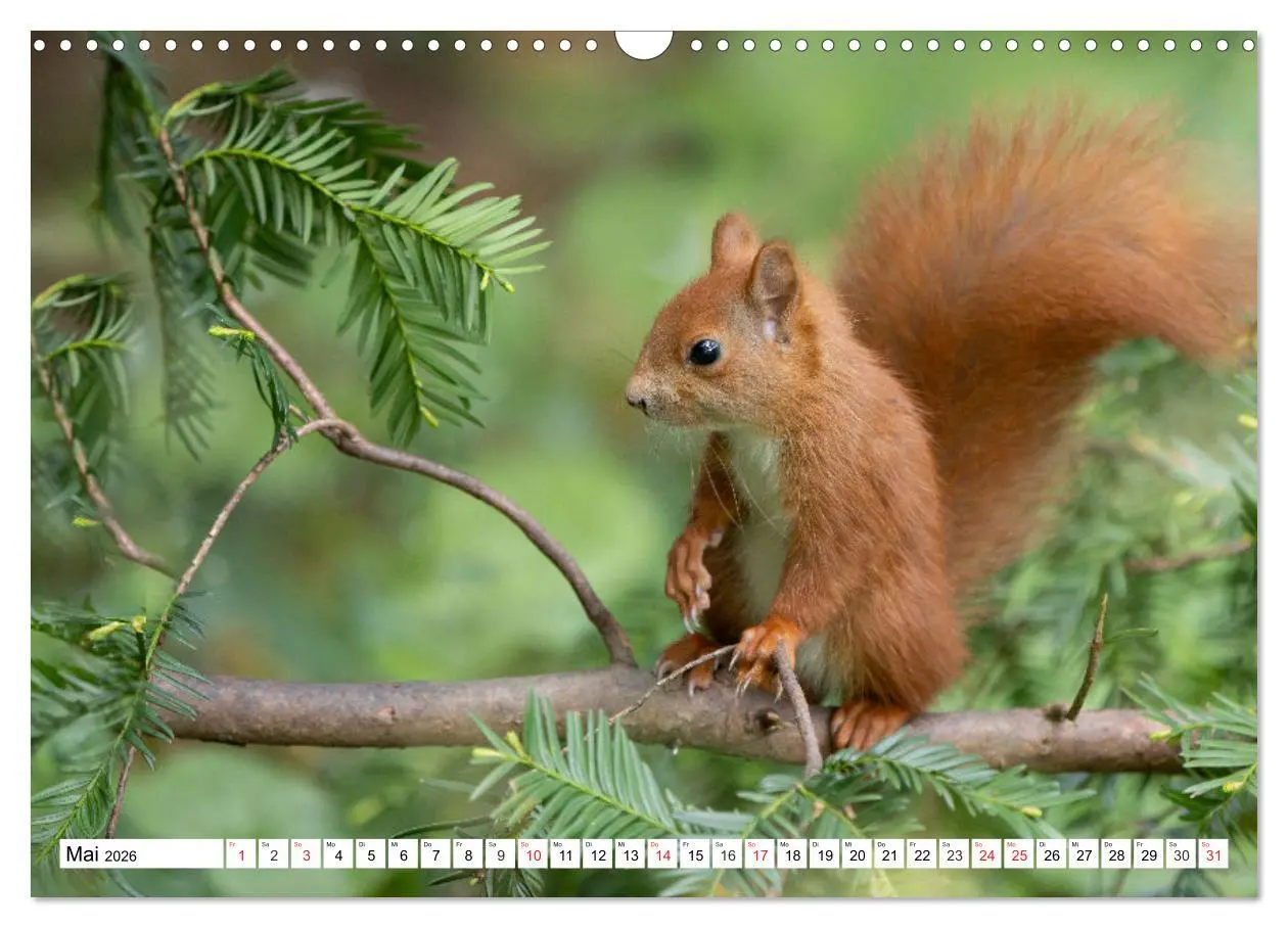 Bild: 9783516120431 | Eichhörnchen im Königlichen Garten (Wandkalender 2026 DIN A3 quer),...