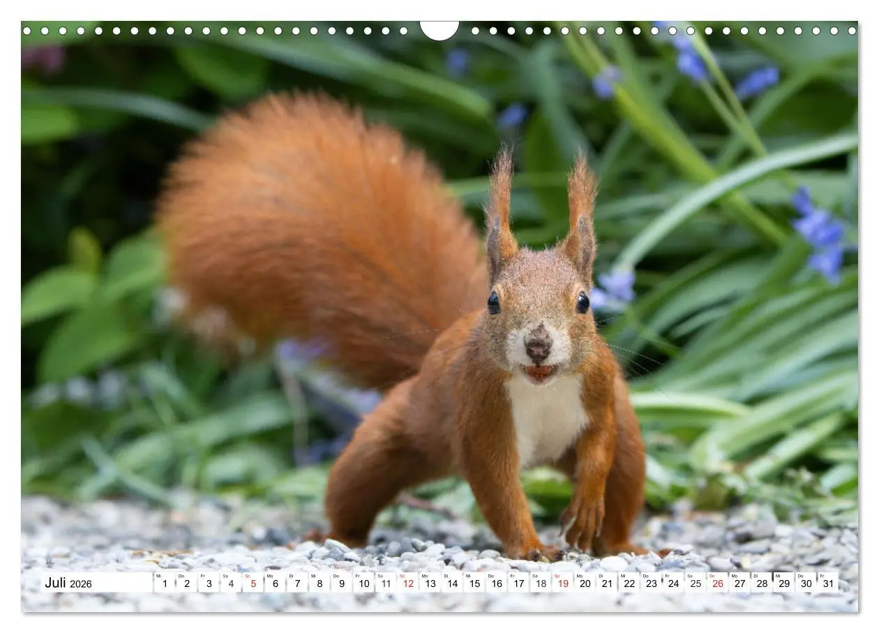 Bild: 9783516120431 | Eichhörnchen im Königlichen Garten (Wandkalender 2026 DIN A3 quer),...