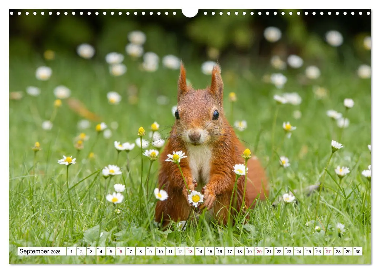 Bild: 9783516120431 | Eichhörnchen im Königlichen Garten (Wandkalender 2026 DIN A3 quer),...
