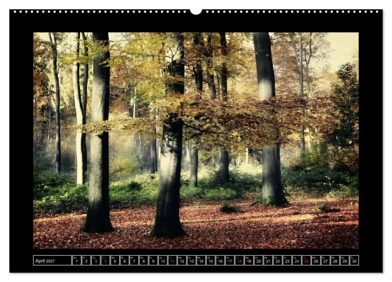 Bild: 9783569900431 | Der Reichswald bei Kleve (Wandkalender 2027 DIN A2 quer), CALVENDO...