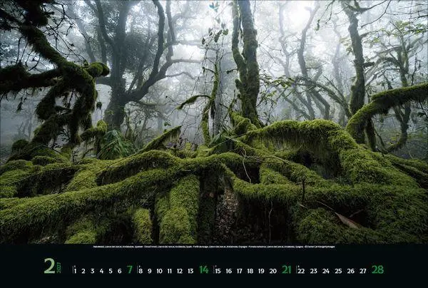 Bild: 9783819300431 | Magische Wälder 2027 | Verlag Korsch | Kalender | 14 S. | Deutsch