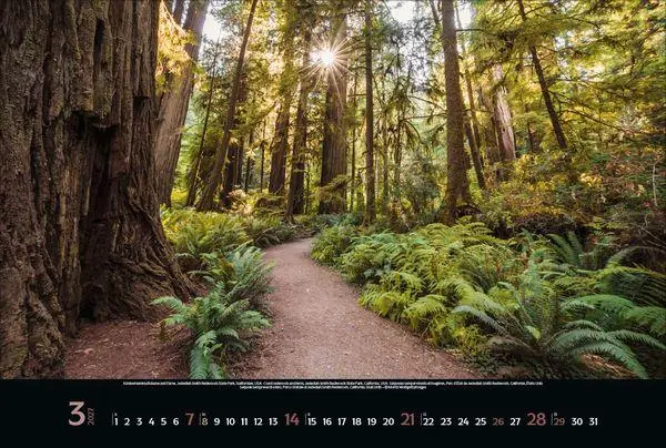 Bild: 9783819300431 | Magische Wälder 2027 | Verlag Korsch | Kalender | 14 S. | Deutsch