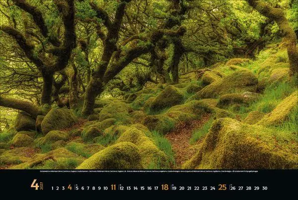 Bild: 9783819300431 | Magische Wälder 2027 | Verlag Korsch | Kalender | 14 S. | Deutsch