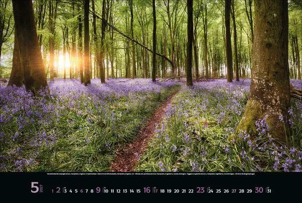 Bild: 9783819300431 | Magische Wälder 2027 | Verlag Korsch | Kalender | 14 S. | Deutsch