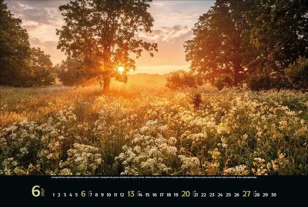 Bild: 9783819300431 | Magische Wälder 2027 | Verlag Korsch | Kalender | 14 S. | Deutsch