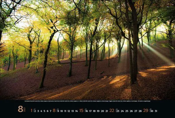 Bild: 9783819300431 | Magische Wälder 2027 | Verlag Korsch | Kalender | 14 S. | Deutsch