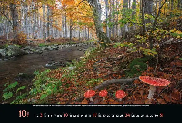 Bild: 9783819300431 | Magische Wälder 2027 | Verlag Korsch | Kalender | 14 S. | Deutsch