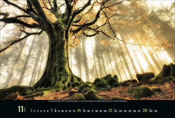 Bild: 9783819300431 | Magische Wälder 2027 | Verlag Korsch | Kalender | 14 S. | Deutsch
