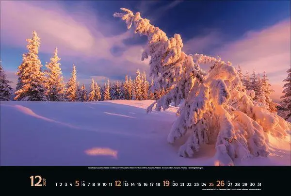 Bild: 9783819300431 | Magische Wälder 2027 | Verlag Korsch | Kalender | 14 S. | Deutsch