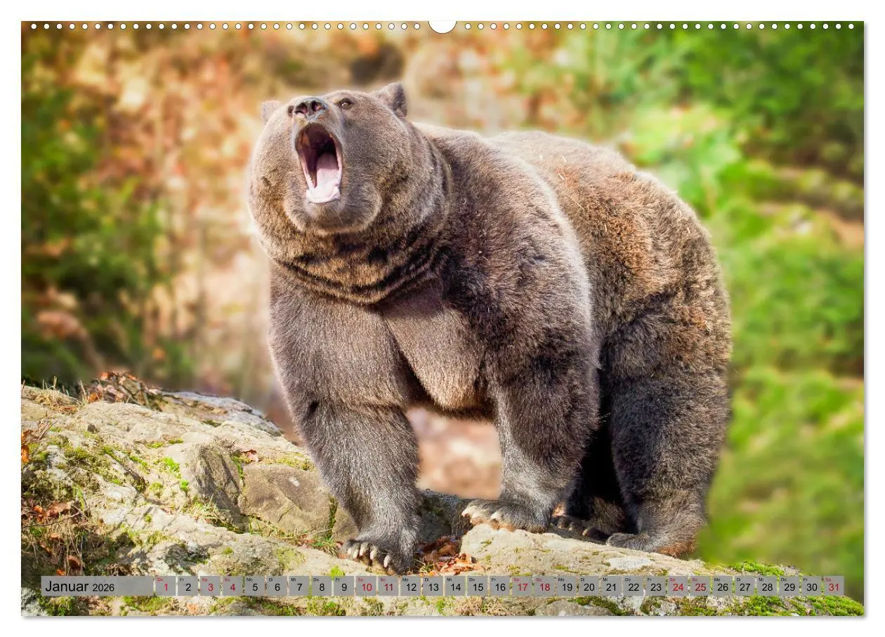 Bild: 9783457260531 | Krafttier Bär (Wandkalender 2026 DIN A2 quer), CALVENDO Monatskalender