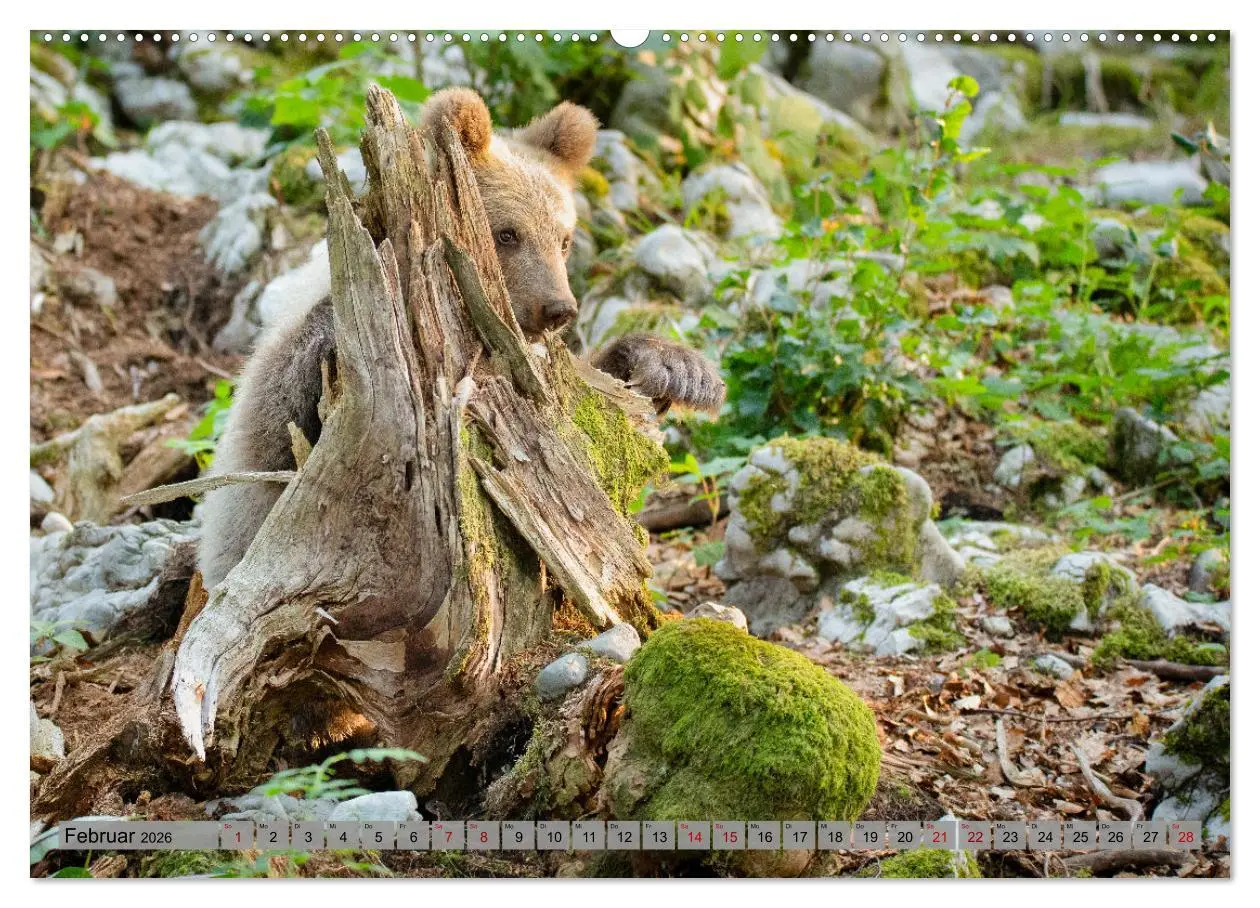 Bild: 9783457260531 | Krafttier Bär (Wandkalender 2026 DIN A2 quer), CALVENDO Monatskalender