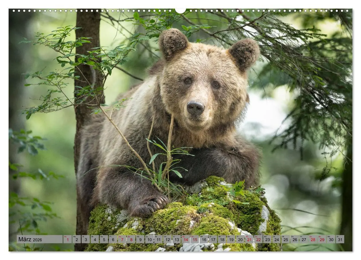 Bild: 9783457260531 | Krafttier Bär (Wandkalender 2026 DIN A2 quer), CALVENDO Monatskalender