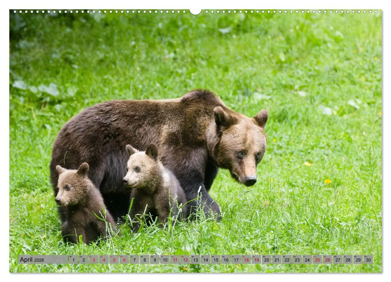 Bild: 9783457260531 | Krafttier Bär (Wandkalender 2026 DIN A2 quer), CALVENDO Monatskalender