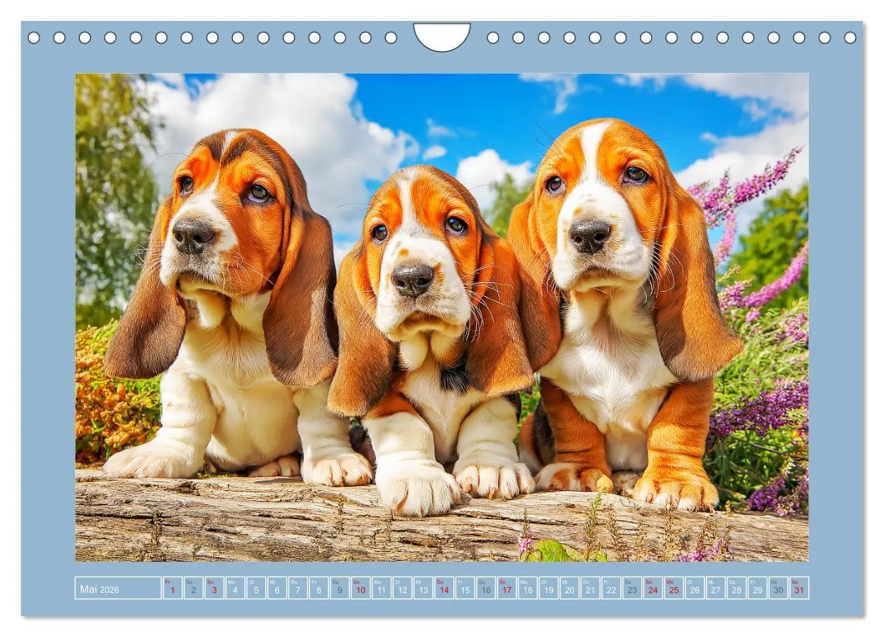Bild: 9783516420531 | Schlappohren-Zauber. Fröhliche Bassets in bunten Momenten...