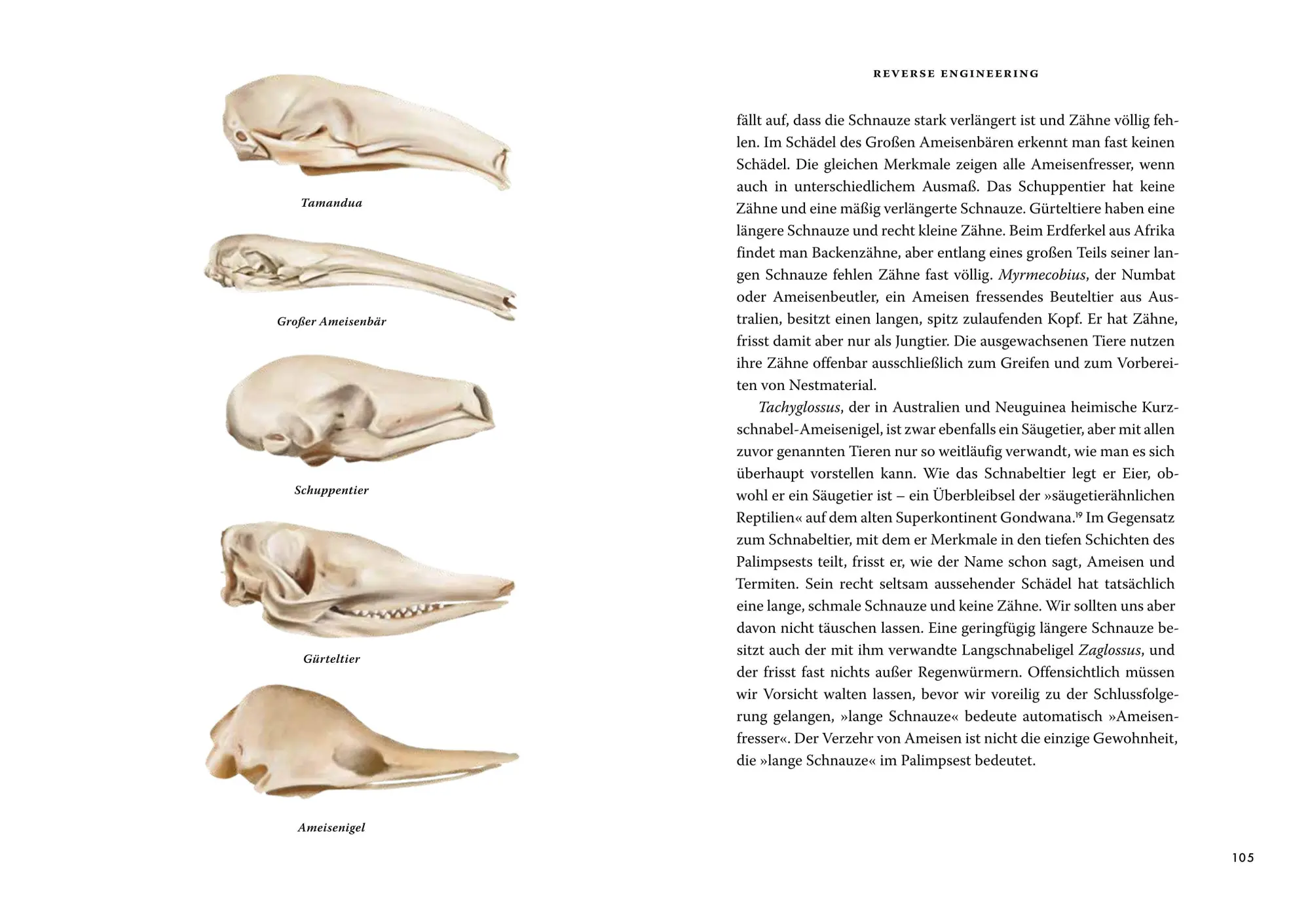 Bild: 9783455020731 | Das große Buch der Evolution | Richard Dawkins | Buch | 464 S. | 2025
