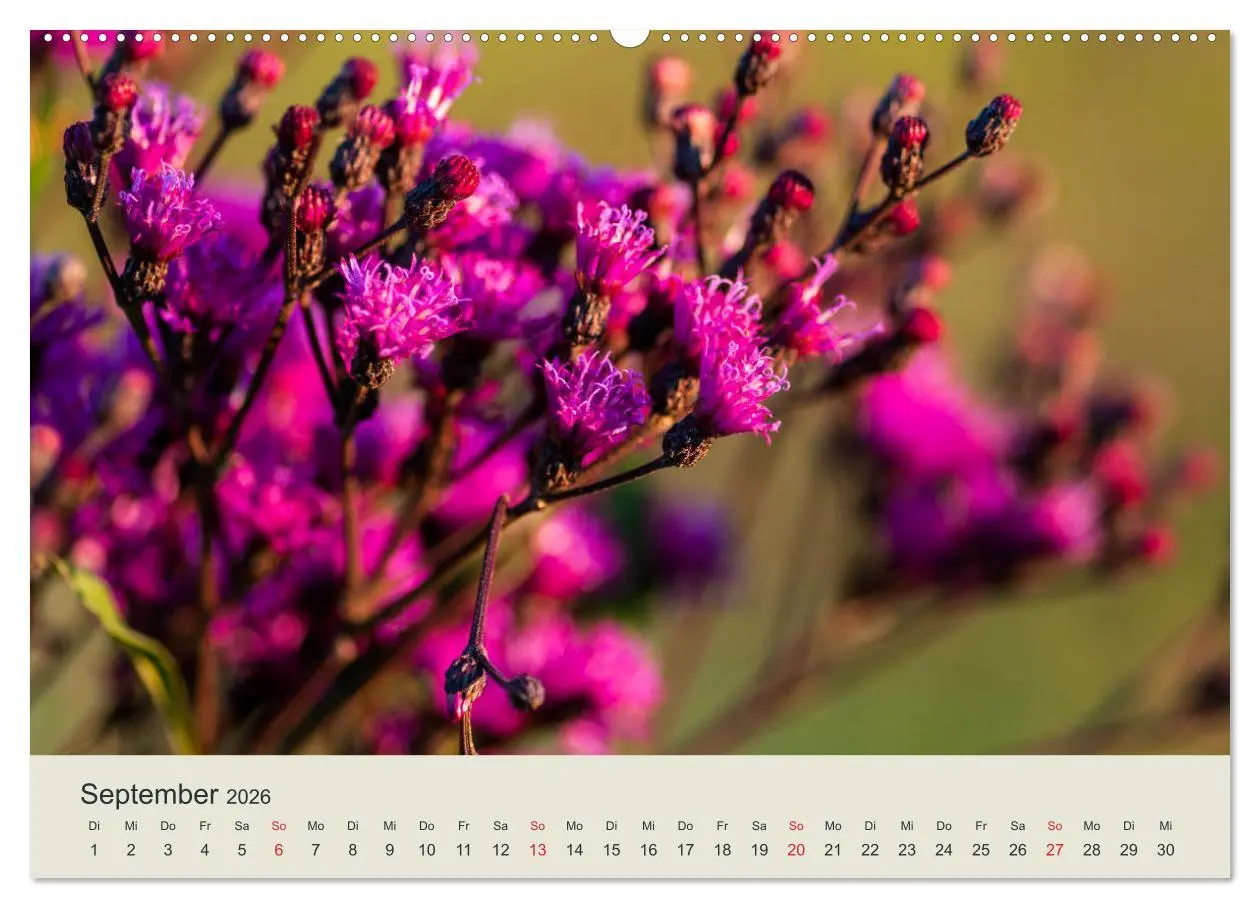 Bild: 9783457860731 | Appalachen - Süd (Wandkalender 2026 DIN A2 quer), CALVENDO...