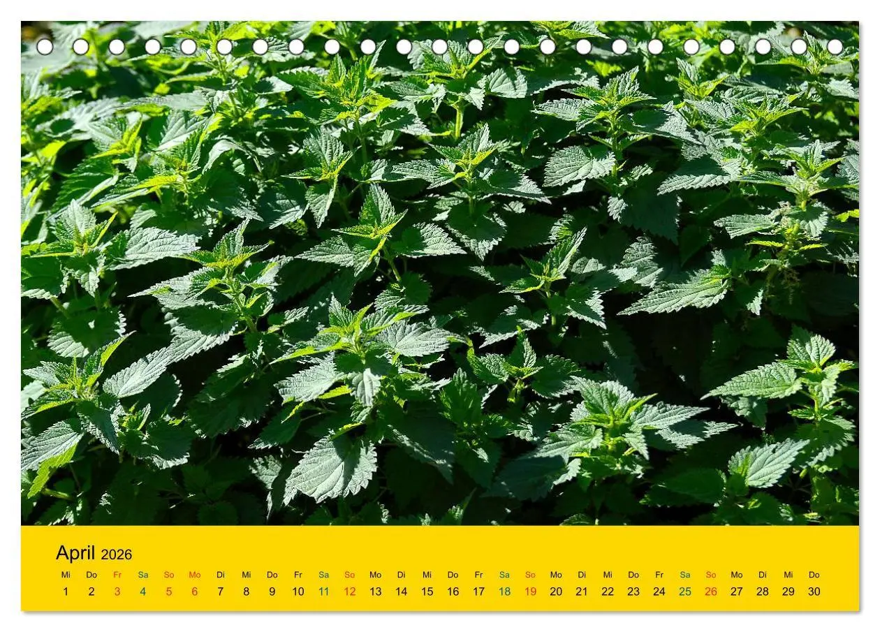 Bild: 9783516170931 | Heil- und Küchenkräuter (Tischkalender 2026 DIN A5 quer), CALVENDO...