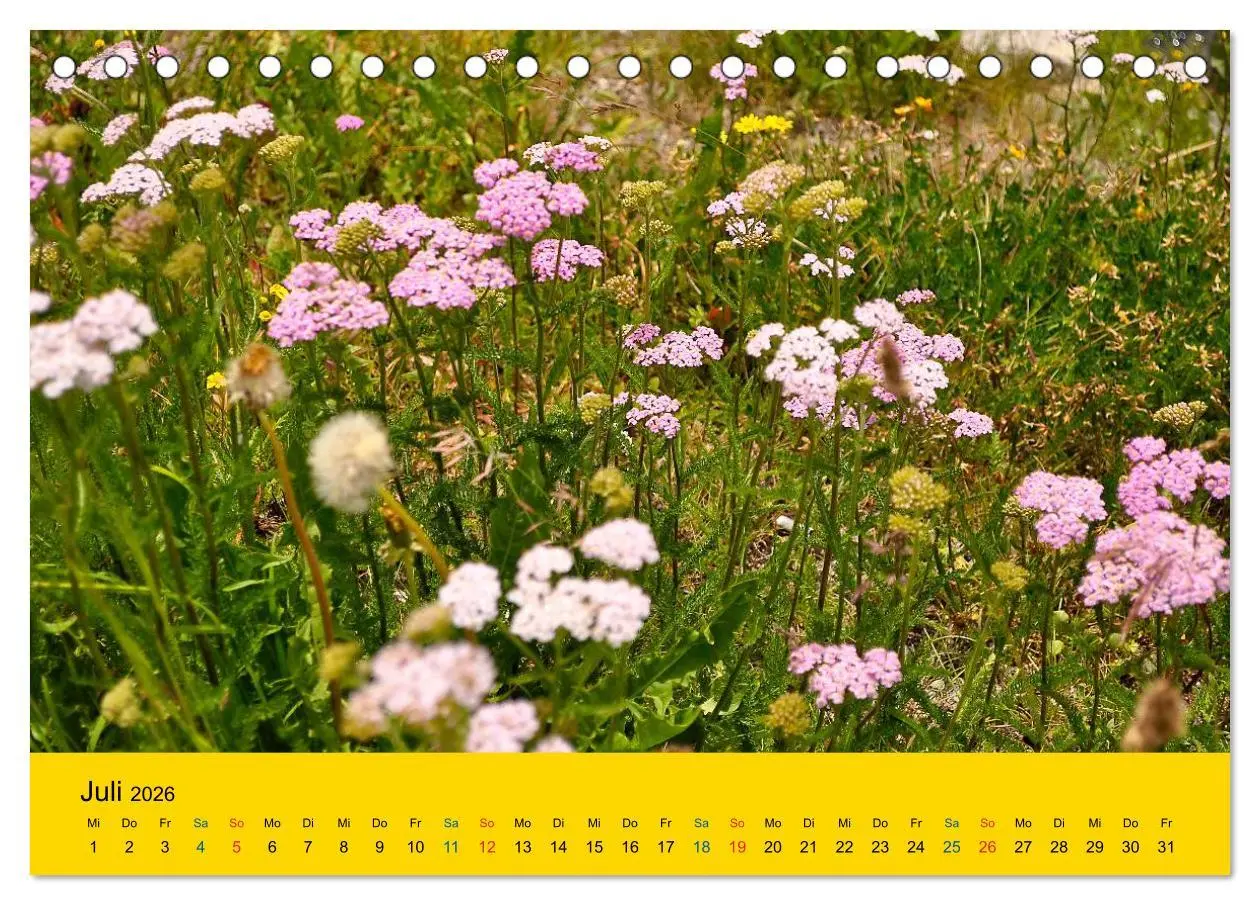 Bild: 9783516170931 | Heil- und Küchenkräuter (Tischkalender 2026 DIN A5 quer), CALVENDO...