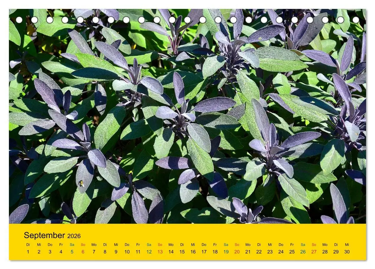 Bild: 9783516170931 | Heil- und Küchenkräuter (Tischkalender 2026 DIN A5 quer), CALVENDO...