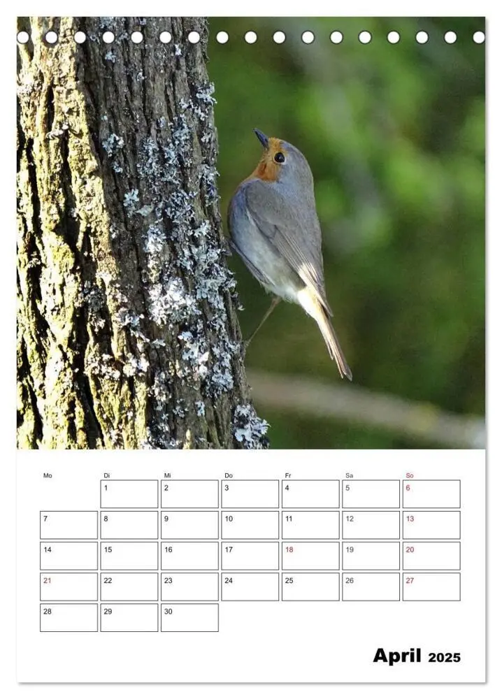 Bild: 9783457041031 | Amsel, Drossel, Fink und Star - beobachtet (Tischkalender 2025 DIN...