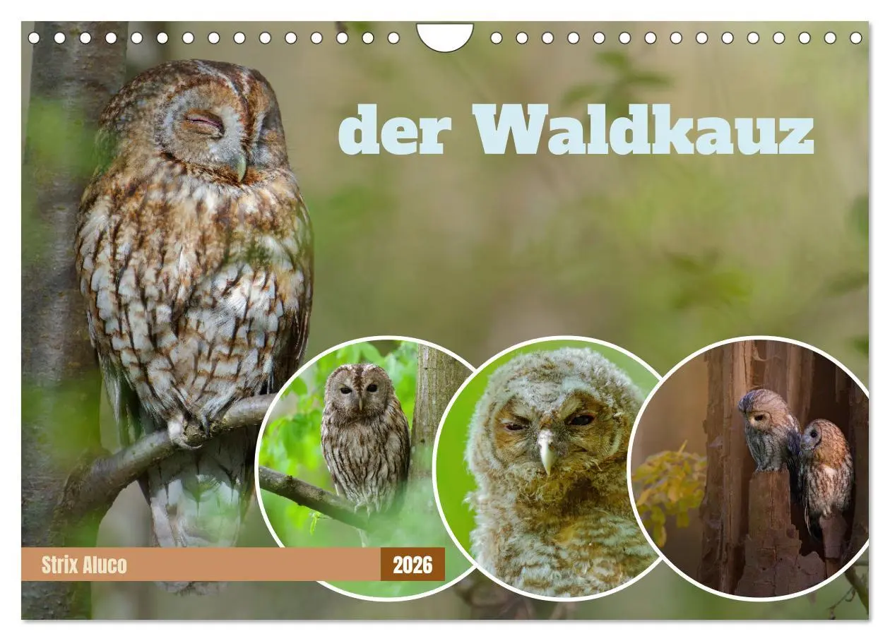 Cover: 9783457351031 | der Waldkauz - Strix Aluco (Wandkalender 2026 DIN A4 quer),...
