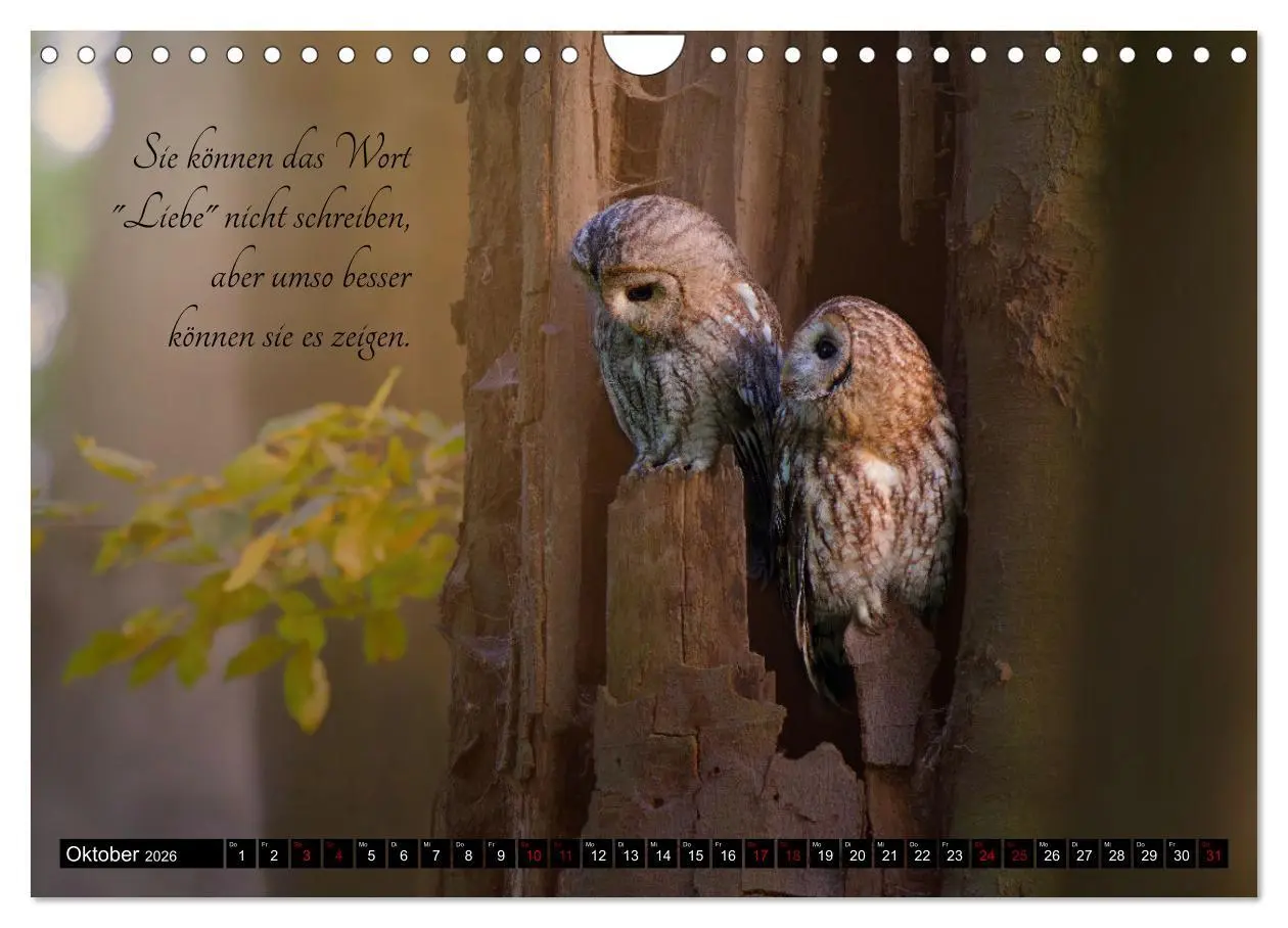 Bild: 9783457351031 | der Waldkauz - Strix Aluco (Wandkalender 2026 DIN A4 quer),...