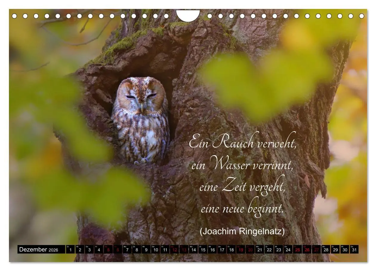 Bild: 9783457351031 | der Waldkauz - Strix Aluco (Wandkalender 2026 DIN A4 quer),...