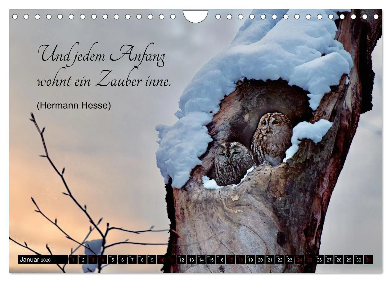 Bild: 9783457351031 | der Waldkauz - Strix Aluco (Wandkalender 2026 DIN A4 quer),...