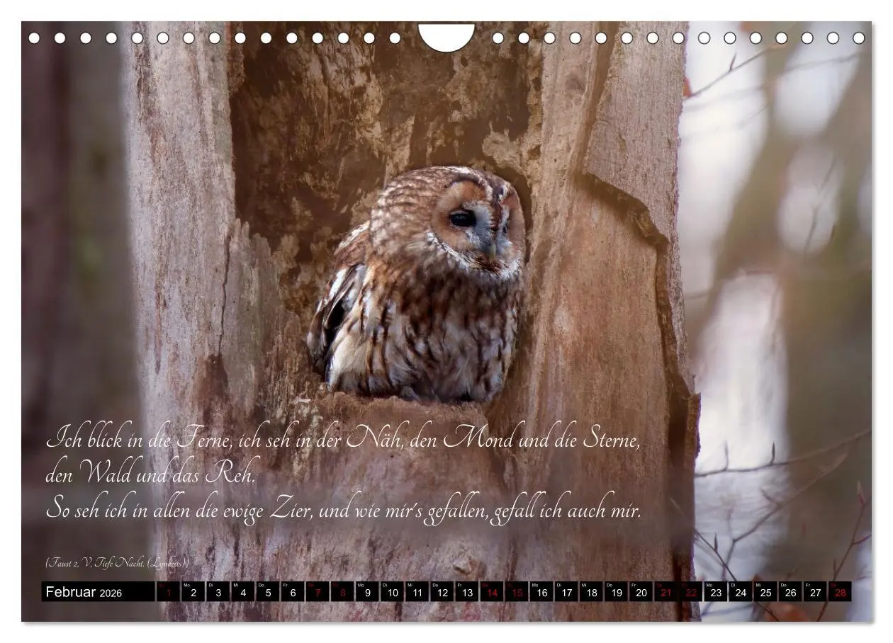 Bild: 9783457351031 | der Waldkauz - Strix Aluco (Wandkalender 2026 DIN A4 quer),...