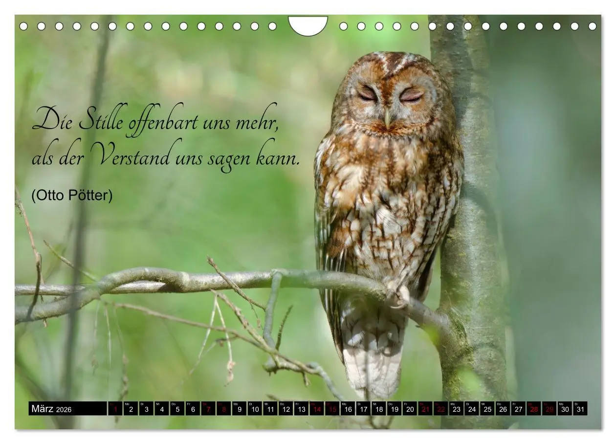 Bild: 9783457351031 | der Waldkauz - Strix Aluco (Wandkalender 2026 DIN A4 quer),...