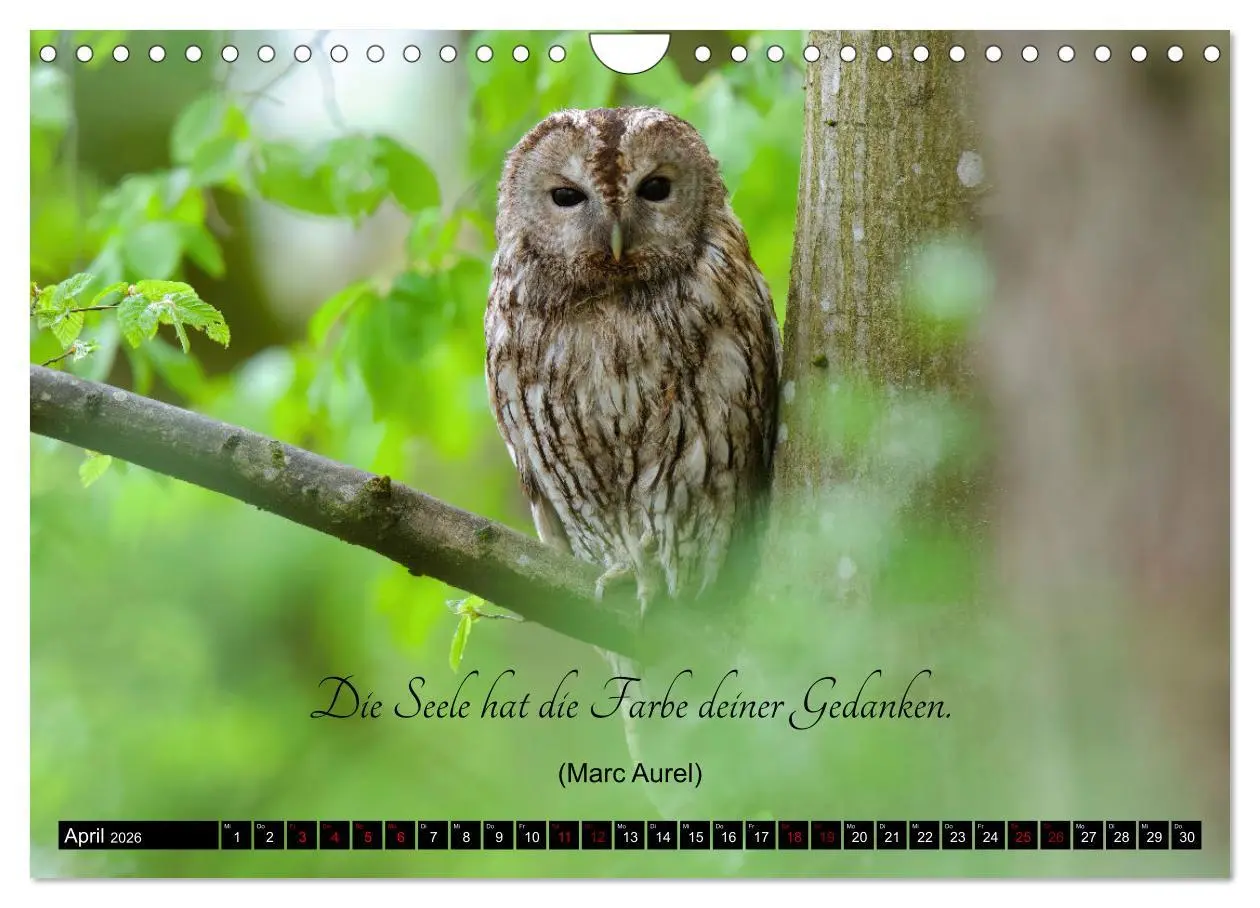 Bild: 9783457351031 | der Waldkauz - Strix Aluco (Wandkalender 2026 DIN A4 quer),...