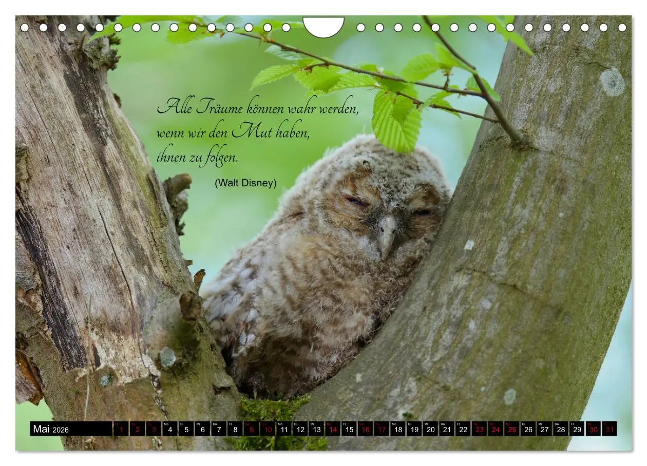 Bild: 9783457351031 | der Waldkauz - Strix Aluco (Wandkalender 2026 DIN A4 quer),...
