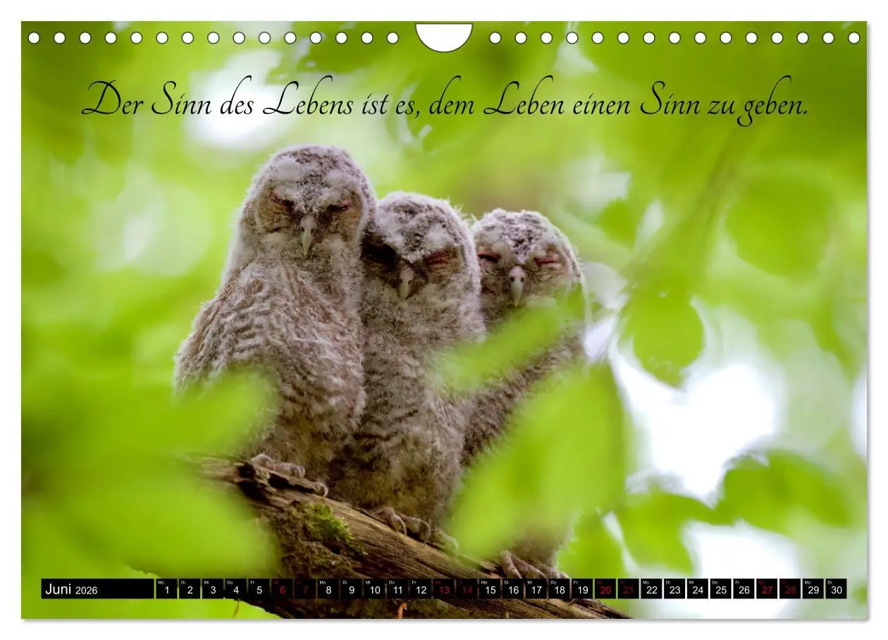 Bild: 9783457351031 | der Waldkauz - Strix Aluco (Wandkalender 2026 DIN A4 quer),...