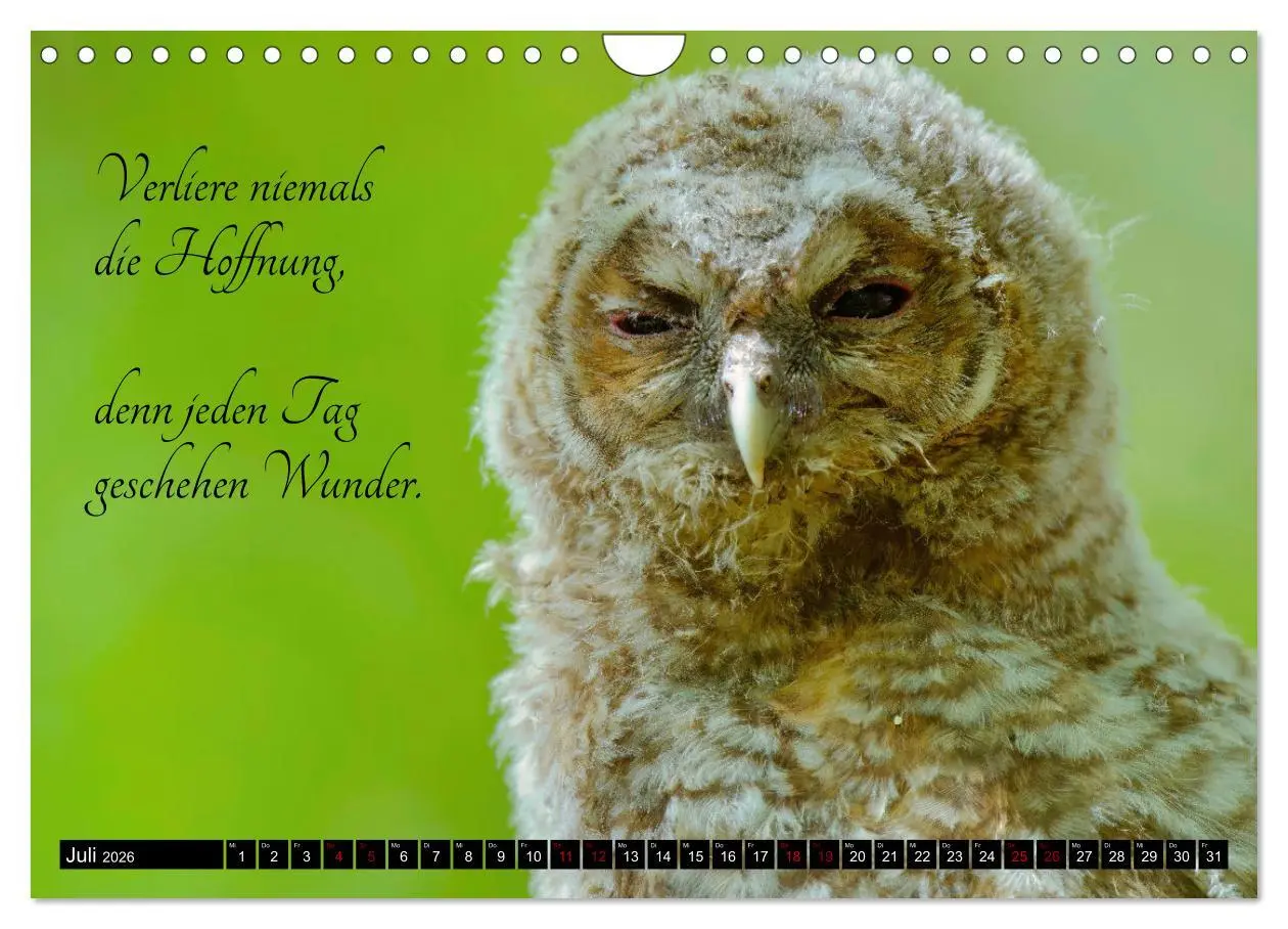 Bild: 9783457351031 | der Waldkauz - Strix Aluco (Wandkalender 2026 DIN A4 quer),...