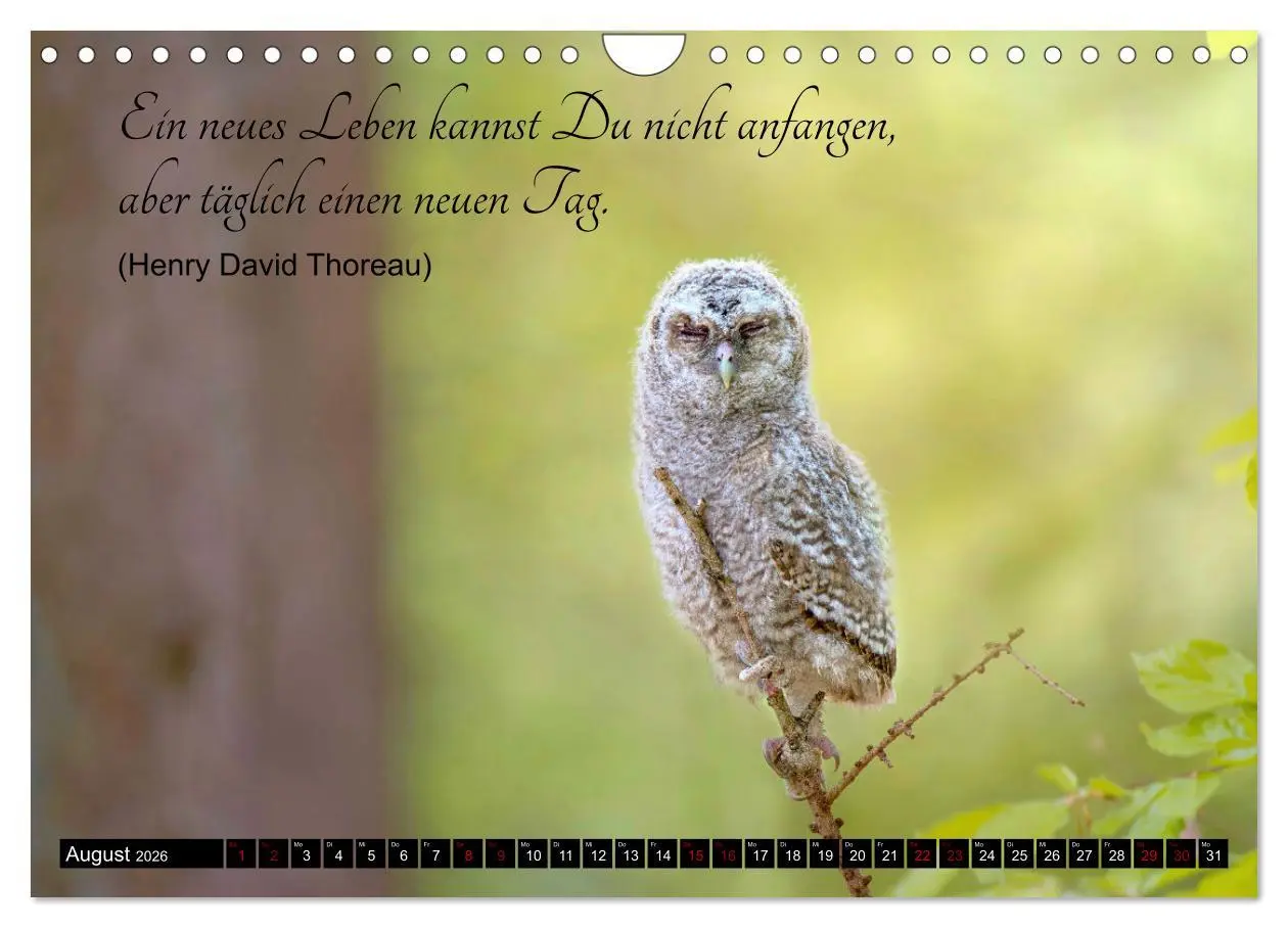 Bild: 9783457351031 | der Waldkauz - Strix Aluco (Wandkalender 2026 DIN A4 quer),...