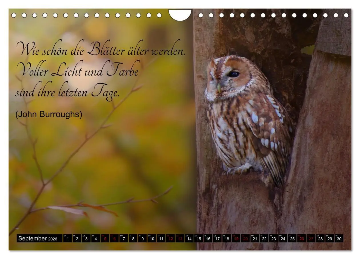 Bild: 9783457351031 | der Waldkauz - Strix Aluco (Wandkalender 2026 DIN A4 quer),...