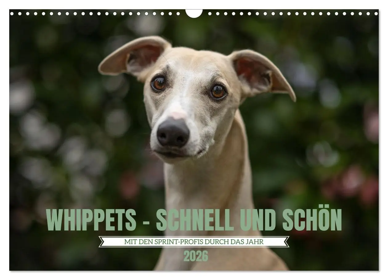 Cover: 9783457591031 | WHIPPETS - SCHNELL UND SCHÖN (Wandkalender 2026 DIN A3 quer),...