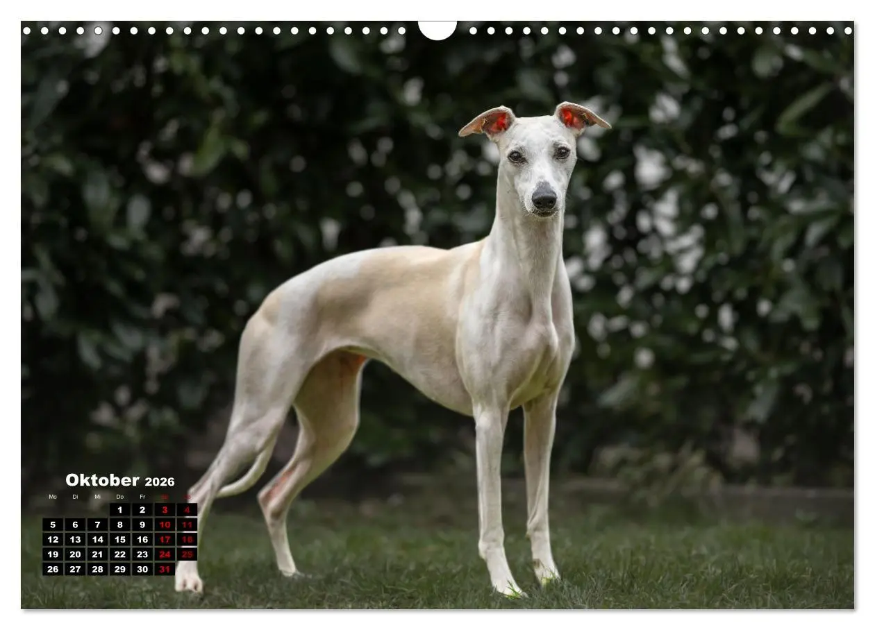 Bild: 9783457591031 | WHIPPETS - SCHNELL UND SCHÖN (Wandkalender 2026 DIN A3 quer),...
