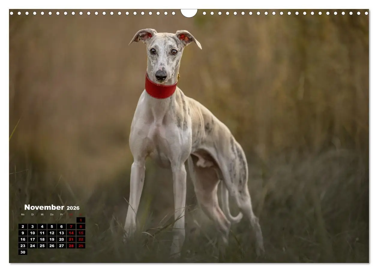 Bild: 9783457591031 | WHIPPETS - SCHNELL UND SCHÖN (Wandkalender 2026 DIN A3 quer),...