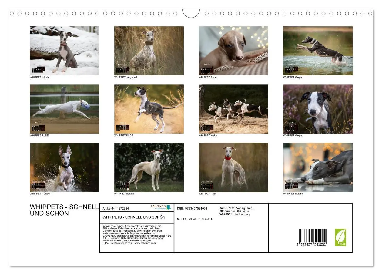 Bild: 9783457591031 | WHIPPETS - SCHNELL UND SCHÖN (Wandkalender 2026 DIN A3 quer),...