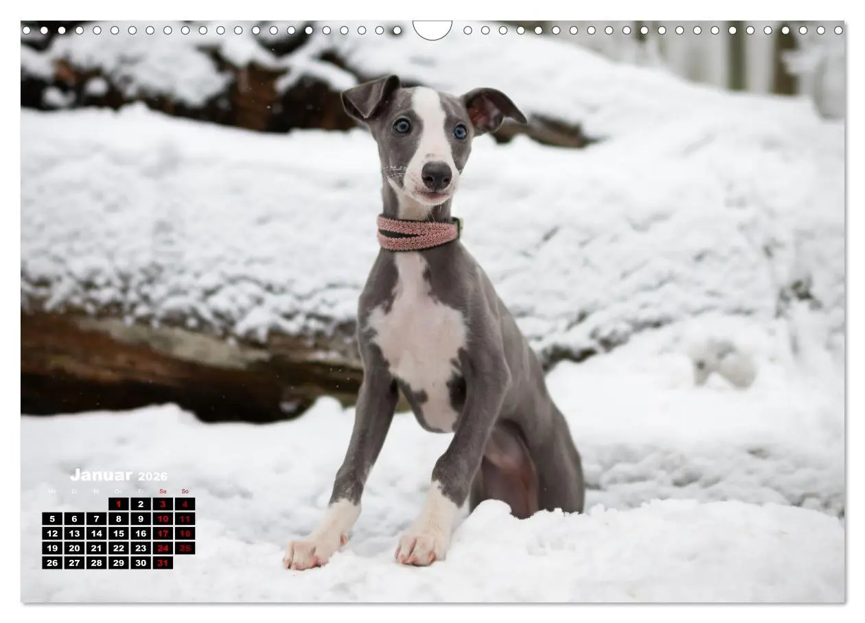 Bild: 9783457591031 | WHIPPETS - SCHNELL UND SCHÖN (Wandkalender 2026 DIN A3 quer),...