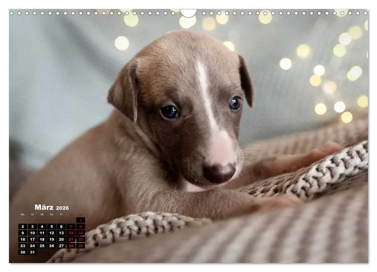 Bild: 9783457591031 | WHIPPETS - SCHNELL UND SCHÖN (Wandkalender 2026 DIN A3 quer),...