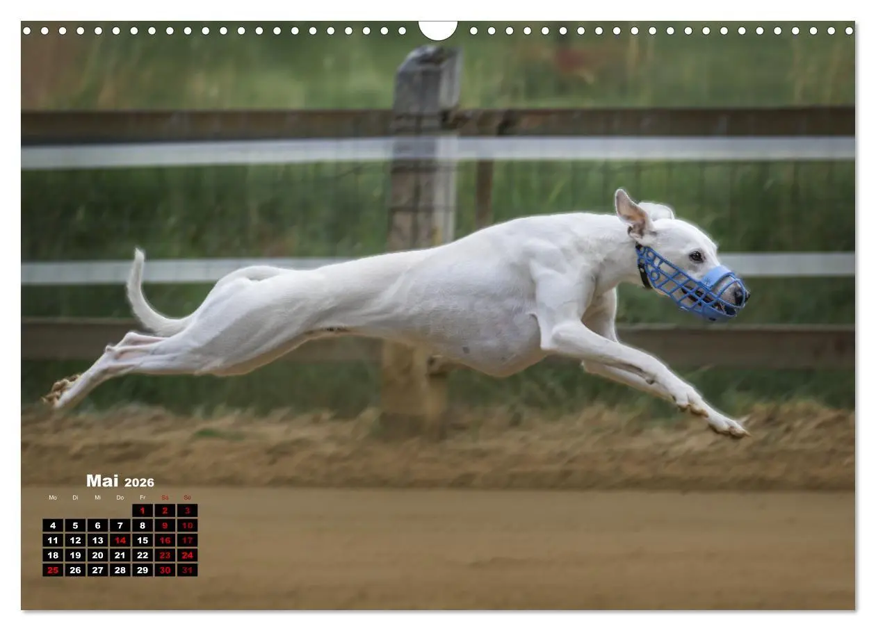 Bild: 9783457591031 | WHIPPETS - SCHNELL UND SCHÖN (Wandkalender 2026 DIN A3 quer),...