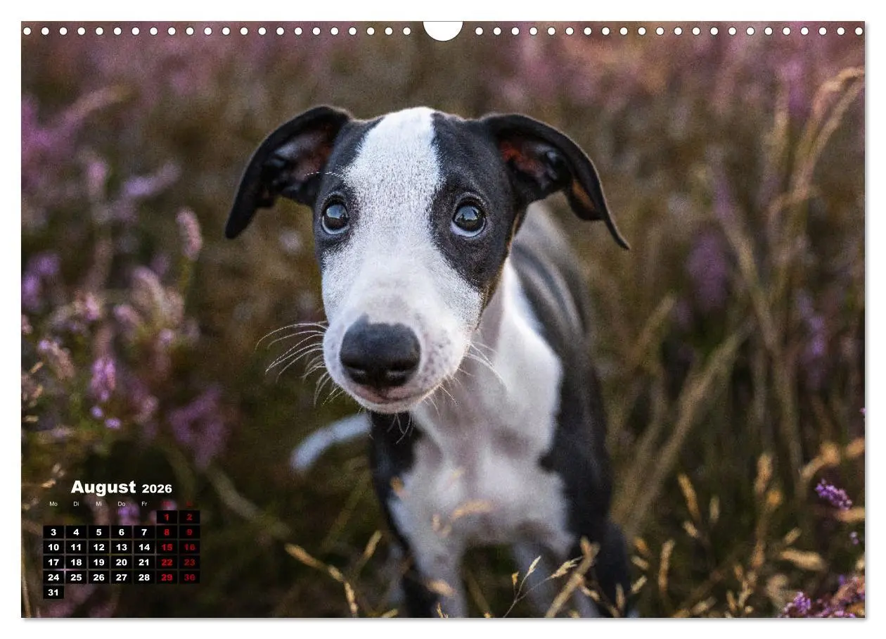 Bild: 9783457591031 | WHIPPETS - SCHNELL UND SCHÖN (Wandkalender 2026 DIN A3 quer),...