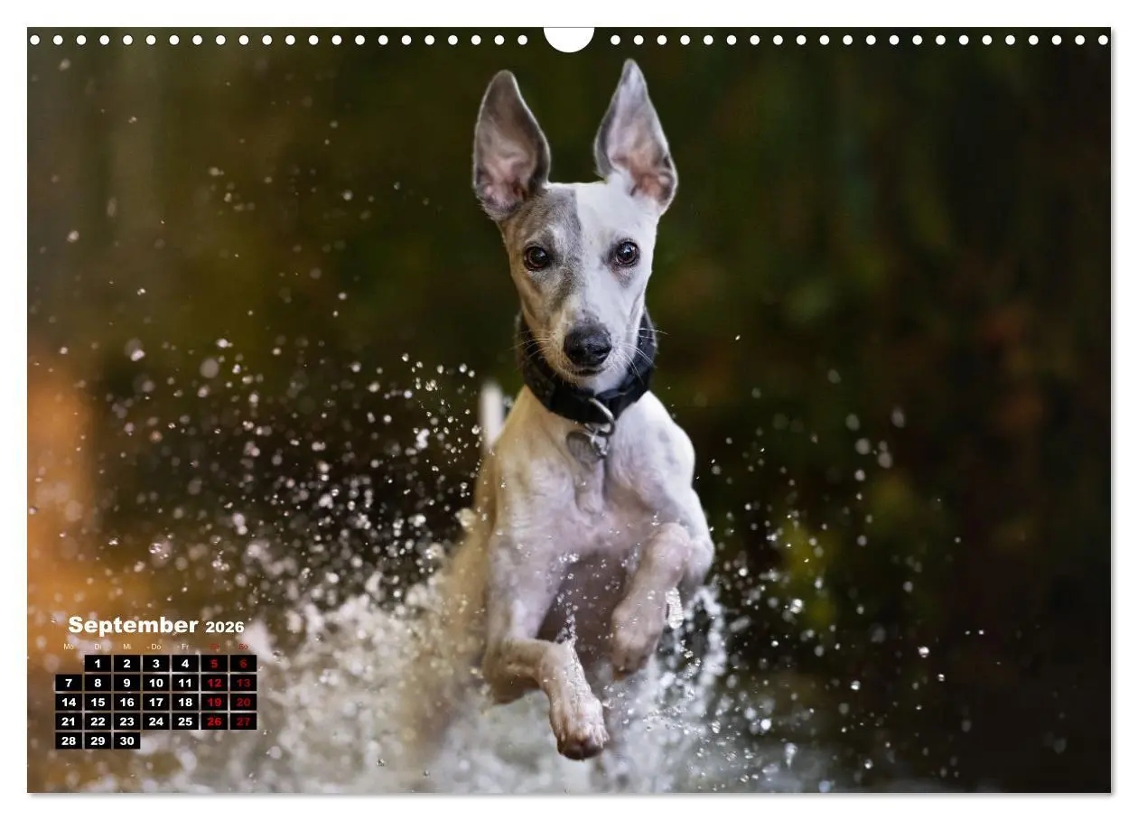 Bild: 9783457591031 | WHIPPETS - SCHNELL UND SCHÖN (Wandkalender 2026 DIN A3 quer),...