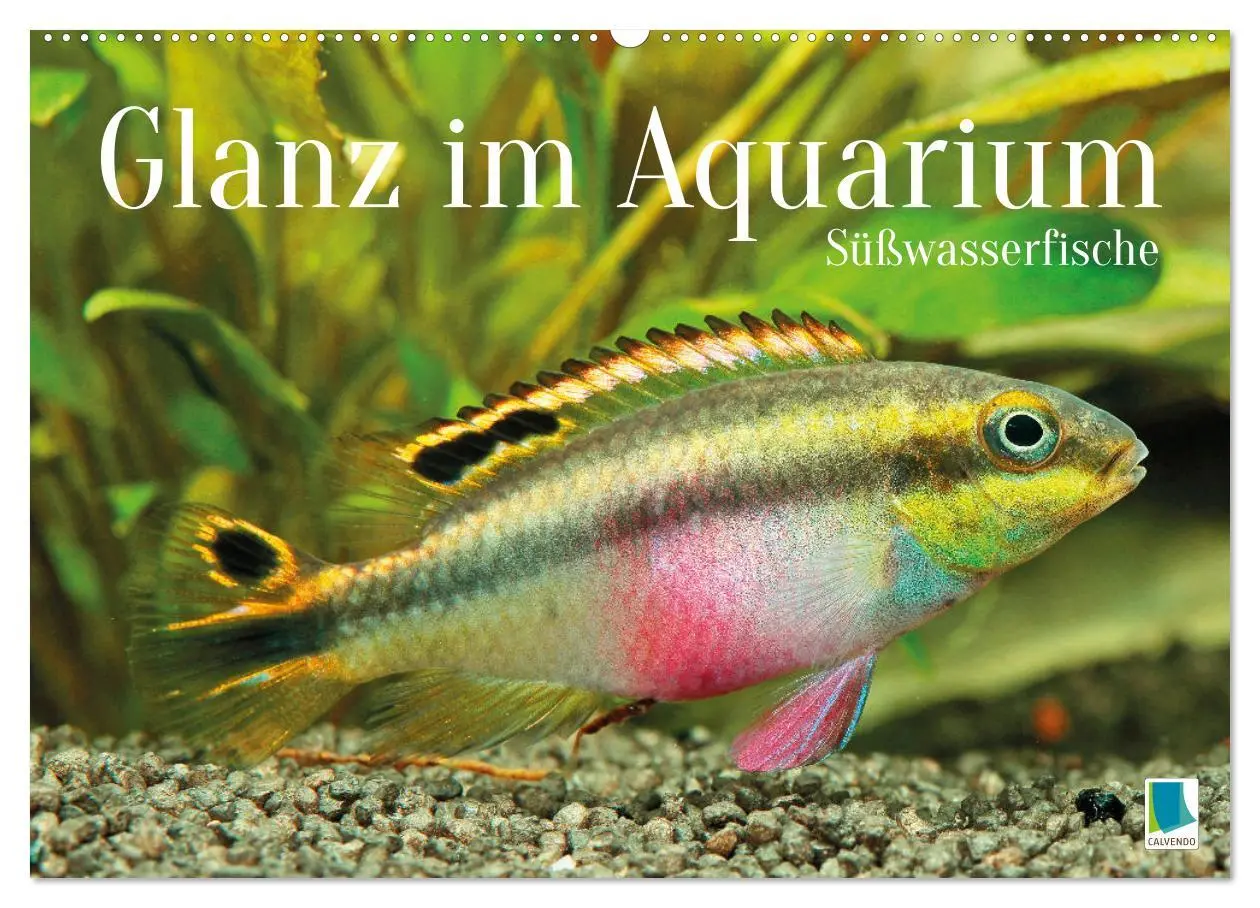 Cover: 9783457271131 | Glanz im Aquarium: Süßwasserfische (Wandkalender 2026 DIN A2 quer),...