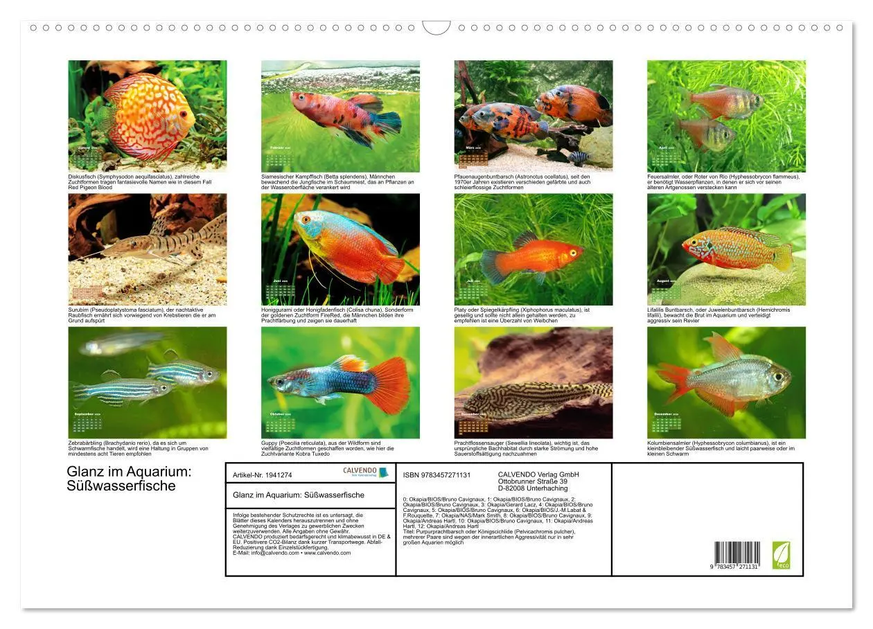 Bild: 9783457271131 | Glanz im Aquarium: Süßwasserfische (Wandkalender 2026 DIN A2 quer),...